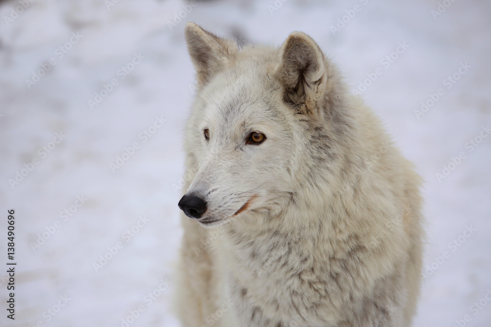 Obraz premium Тундровый волк