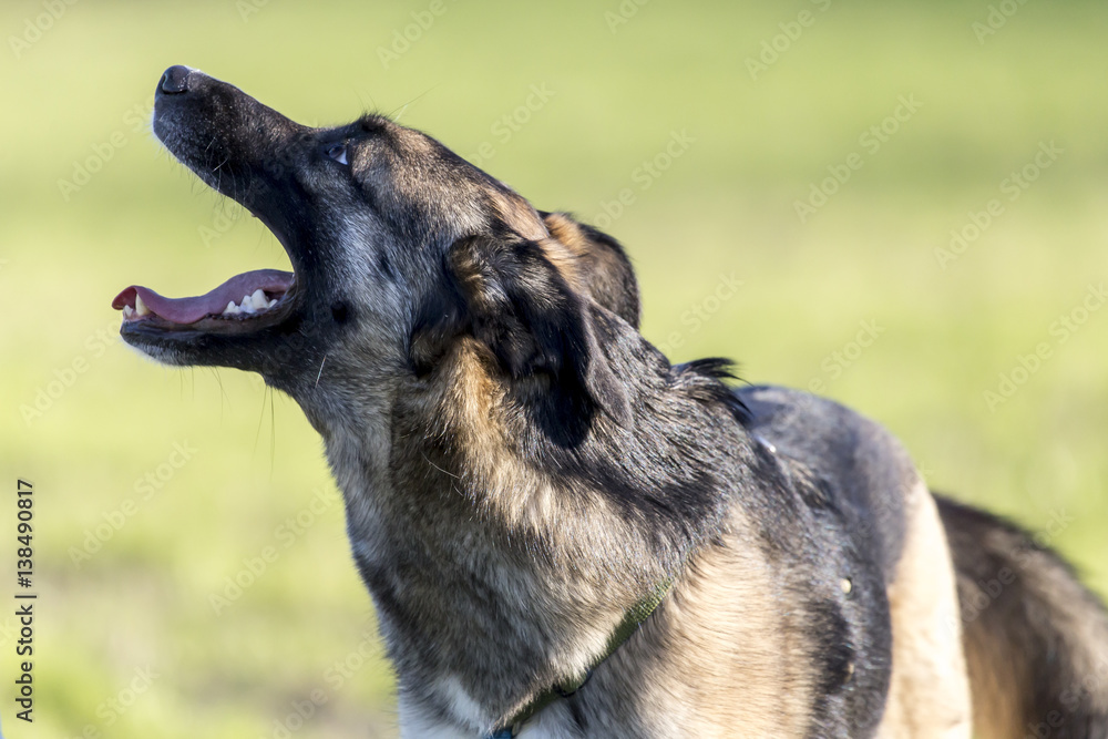 Cani al parco