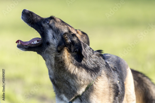 Obraz na płótnie Cani al parco w salonie