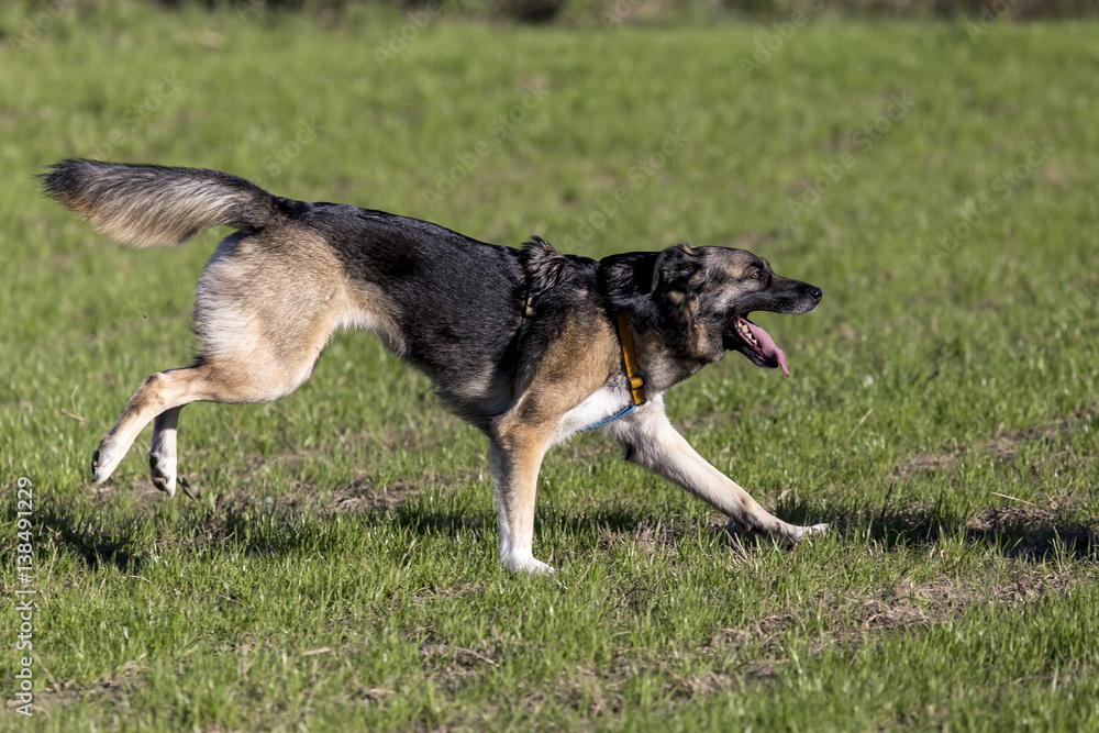 Cani al parco