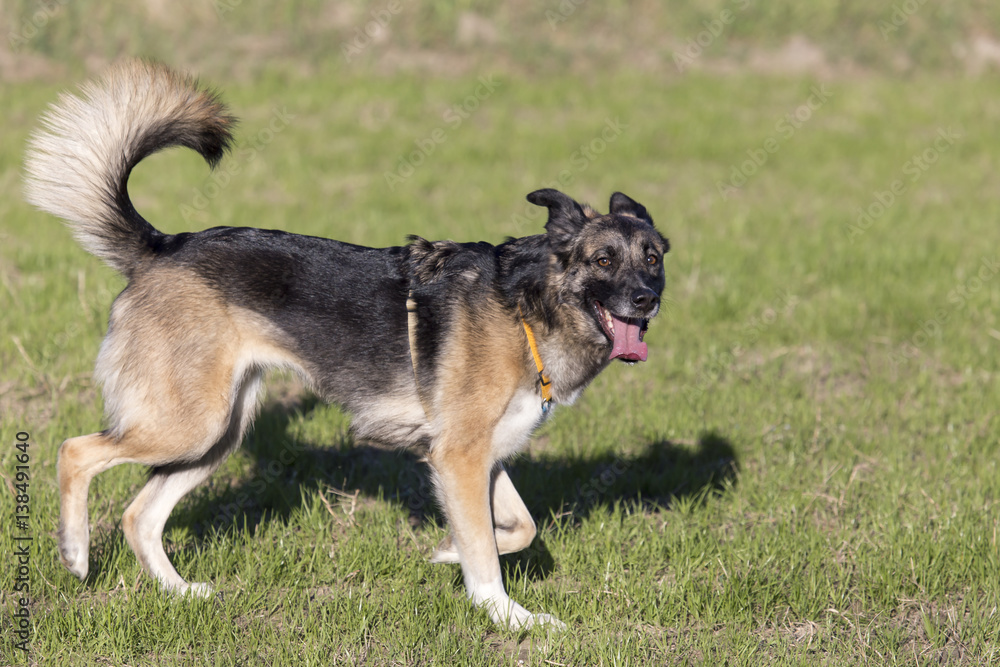 Cani al parco