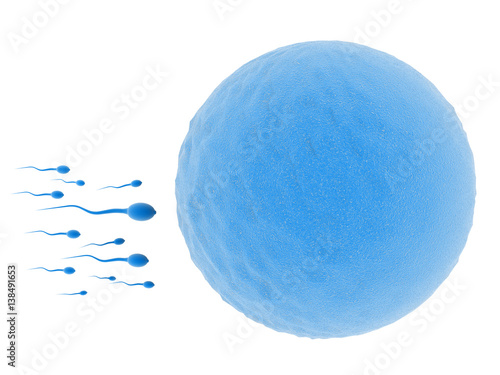 Sperm and egg cell on white background. 3d illustration