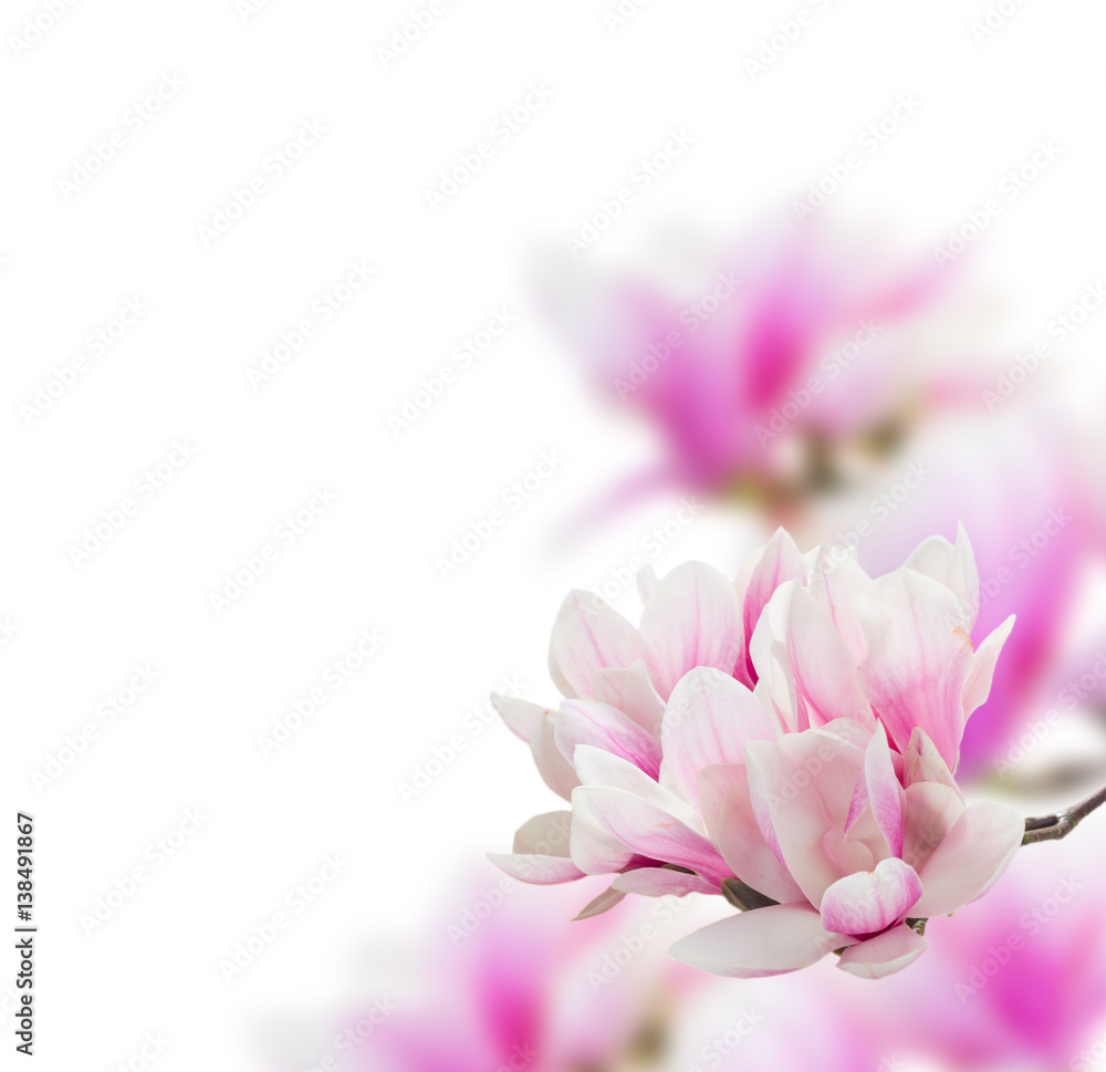 Fototapeta premium Bunch of Magnolia pink flowers over white background