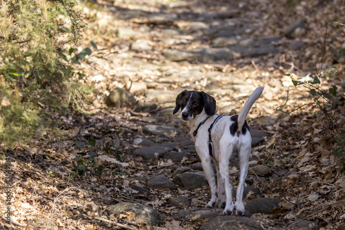 Obraz na płótnie Cani al parco w salonie