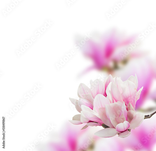 Bunch of Magnolia pink flowers over white background