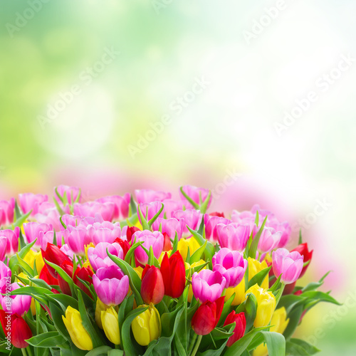 fresh blooming violet, yellow and red tulip flowers with green leaves close up in green garden