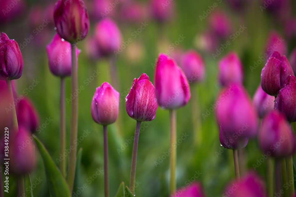 Obraz premium purple tulip fields are growing every year