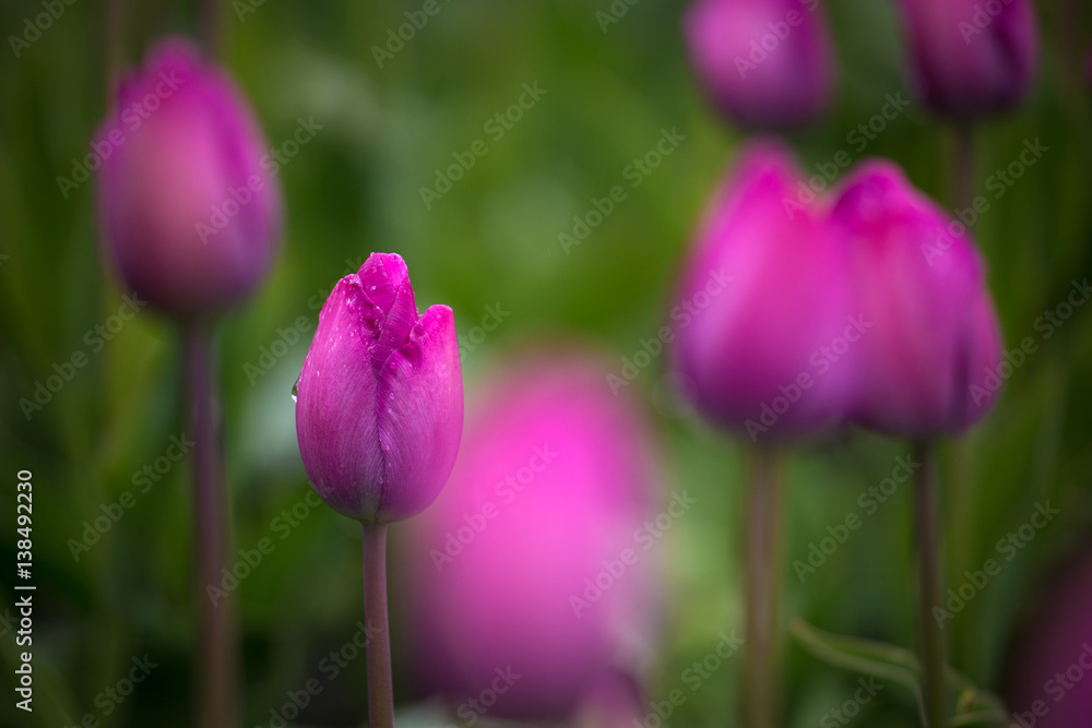 purple tulip fields are growing every year purple tulip fields are growing every year