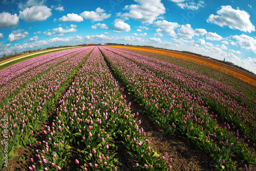pink  red and orange tulip field in North Holland