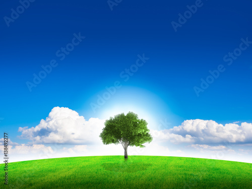 one tree on field with beautiful sky  copy space for text.