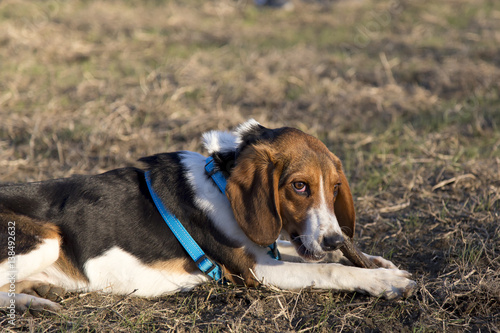 Cani al parco
