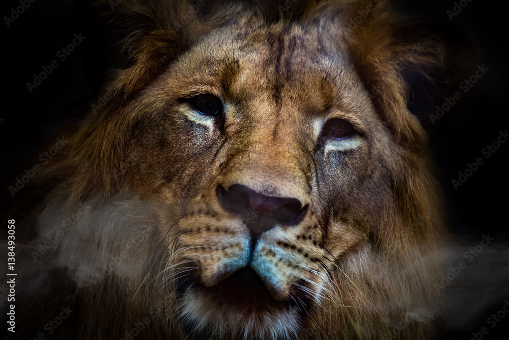 Naklejka Lion is beautiful face for portrait life