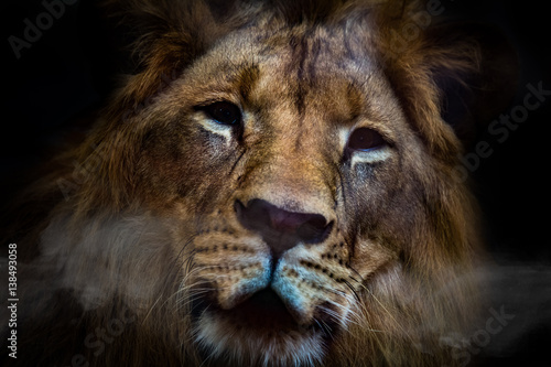 Lion is beautiful face for portrait life