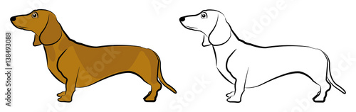 Dachshund