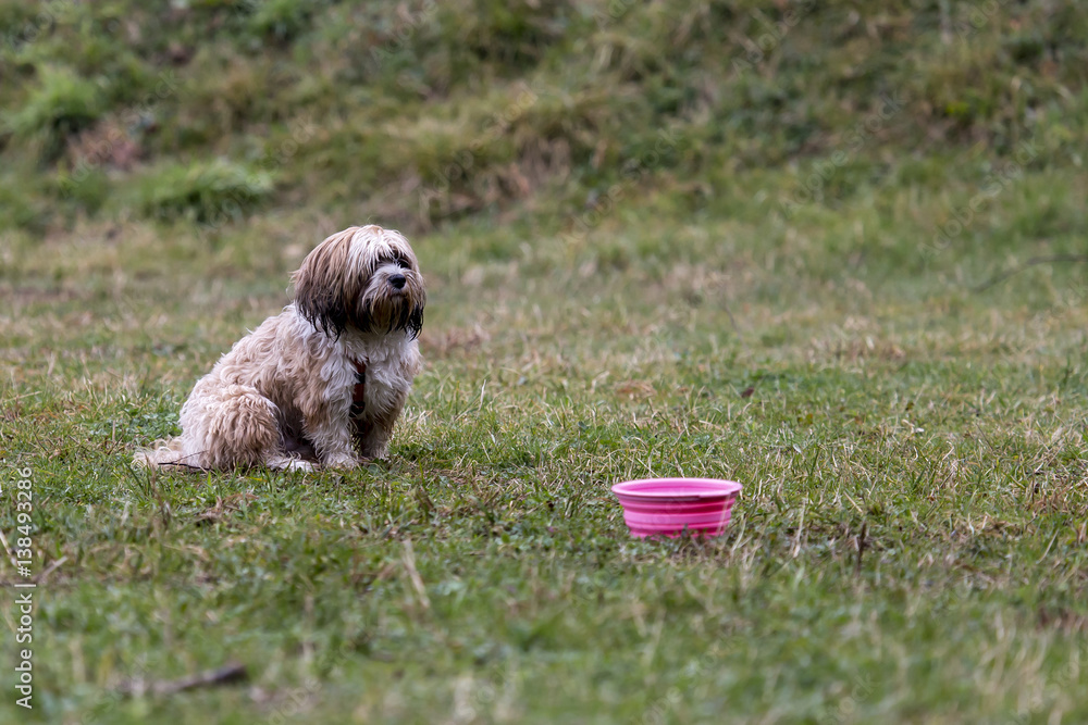 Cani al parco