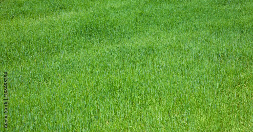Beautiful Background with fresh green growing grass Beautiful Background with fresh green growing grass