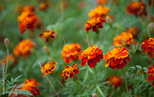 Growing Tagetes Marigold patula flower Close Up © lumikk555