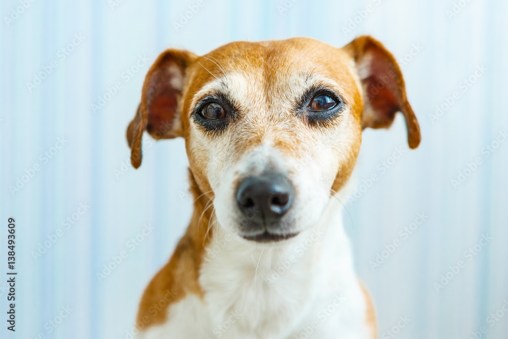Smart dog Jack Russell terrier looking to the camera relaxed lovely face. Blue background. Sunny daylight