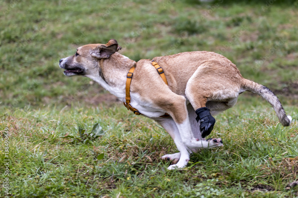 Cani al parco
