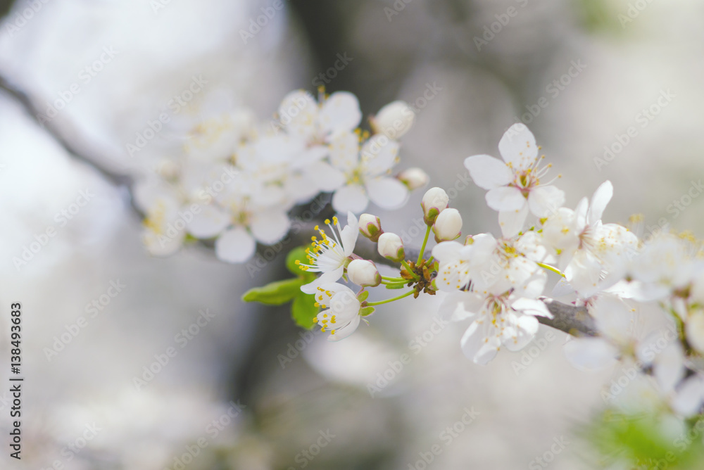 Spring branch of a tree with blossoming white small flowers on a blurred background. Spring background with white flowers on a tree branch Spring branch of a tree with blossoming white small flowers on a blurred background. Spring background with white flowers on a tree branch
