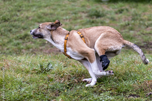Obraz na płótnie Cani al parco w salonie