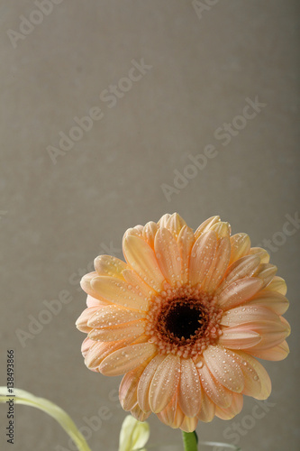 One flowers on concrete background