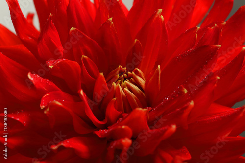 Red dahlia with drops water macro