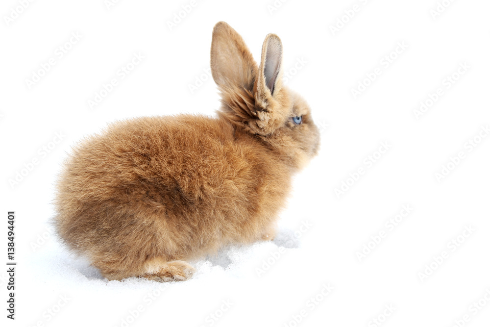 Rabbit Rabbit