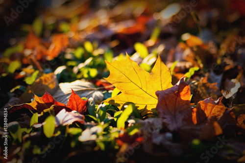 Fallen yellow leaf in autumn lies on bright grass and orange fallen leaves.