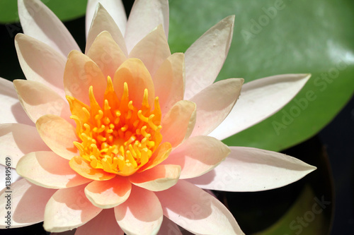 Lotus flower on the water with waterlily