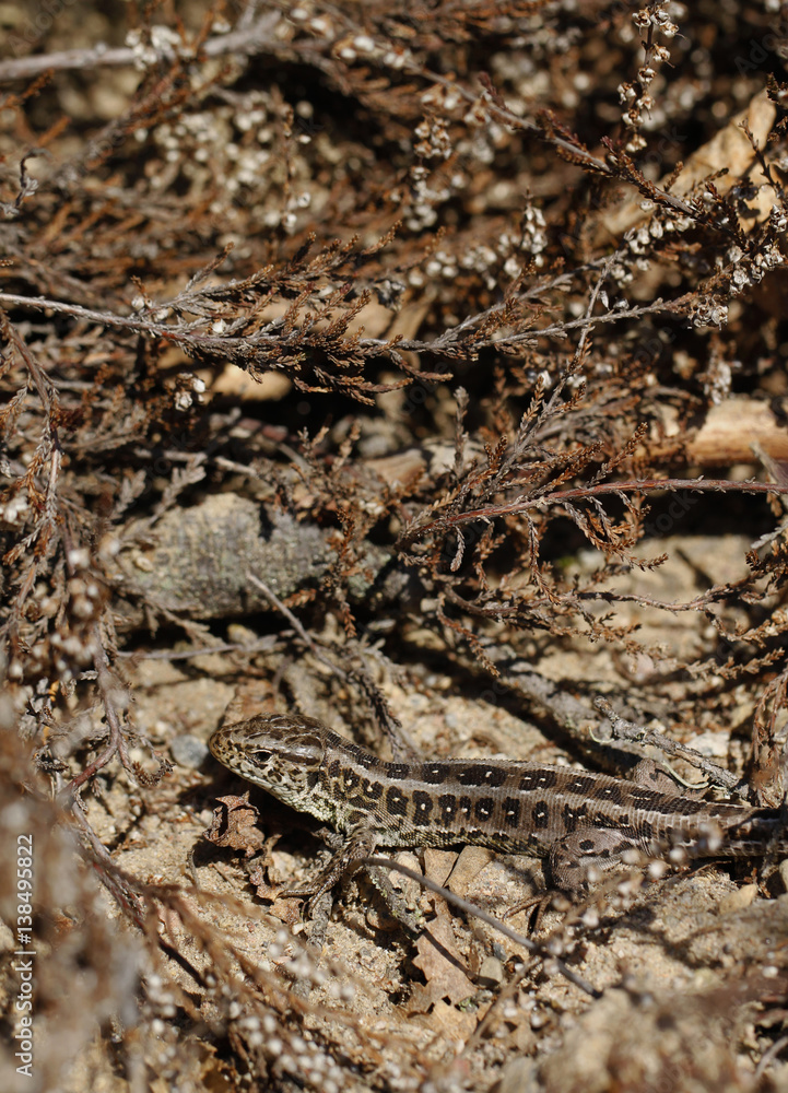 Female sand lizard, Lacerta agilis agilis, is basking near the calluna in spring in Finland. It is typical for sand lizard to stay near vegetation and to avoid open sandy area. Female sand lizard, Lacerta agilis agilis, is basking near the calluna in spring in Finland. It is typical for sand lizard to stay near vegetation and to avoid open sandy area.