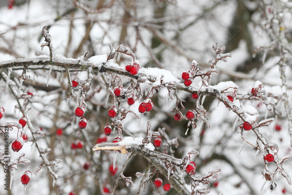 Sprig of rose hips with berries Ice-Bound after freezing rain, storm. Sprig of rose hips with berries Ice-Bound after freezing rain, storm.