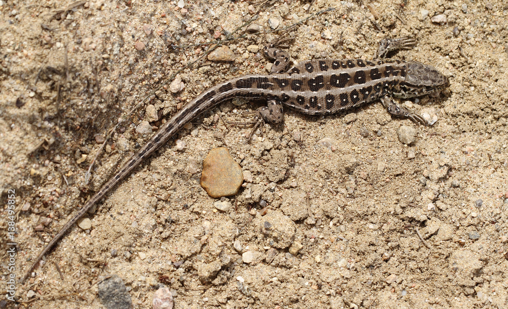 Female sand lizard, Lacerta agilis agilis, is basking in Finland. Female sand lizard, Lacerta agilis agilis, is basking in Finland.