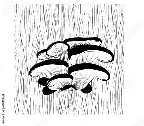 Oyster mushrooms on the tree