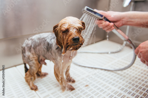 dog wash before shearing