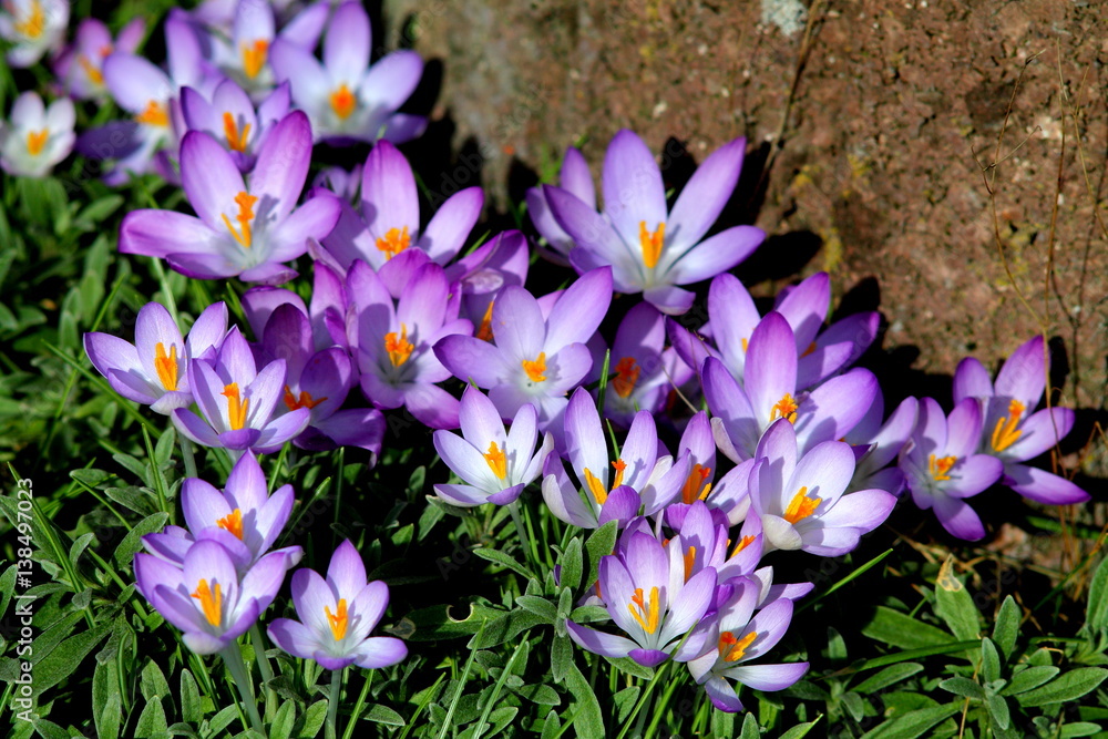First spring flowers. Purple crocuses in sunlight on house wall. Selected focus.