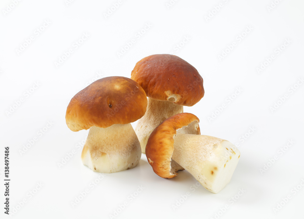 edible bolete mushrooms (porcini) edible bolete mushrooms (porcini)