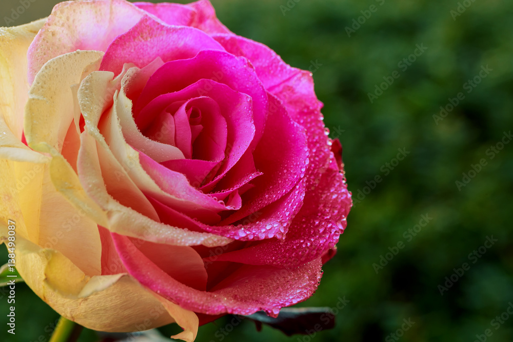 Beautiful rose flower with drops of dew Beautiful rose flower with drops of dew