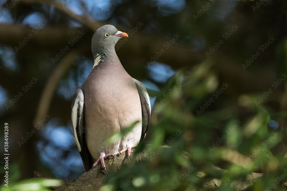 Common Wood Pigeon, Wood Pigeon, Columba palumbus Common Wood Pigeon, Wood Pigeon, Columba palumbus
