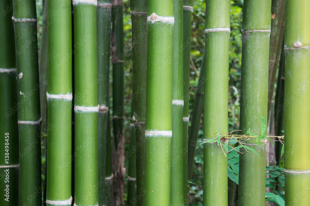 Fresh bamboo stems. Fresh bamboo stems.