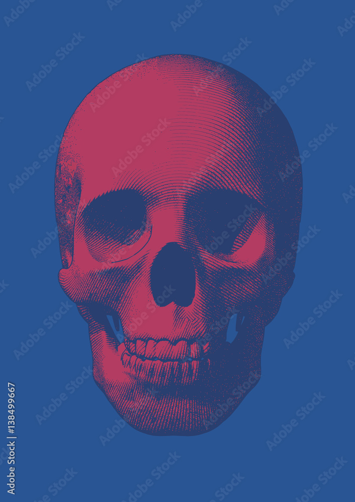 Fototapeta premium Pink engraving skull front view on blue BG