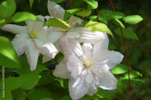 Beautiful clematis flower © Unkas Photo