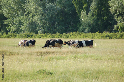 Cow at meadow