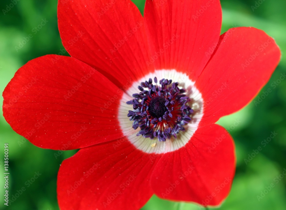 Close-up of wild poppy flower in the field Close-up of wild poppy flower in the field