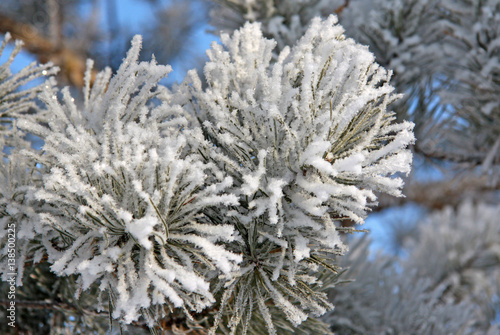 Fir tree branch covered with snow and frost © shiler_a