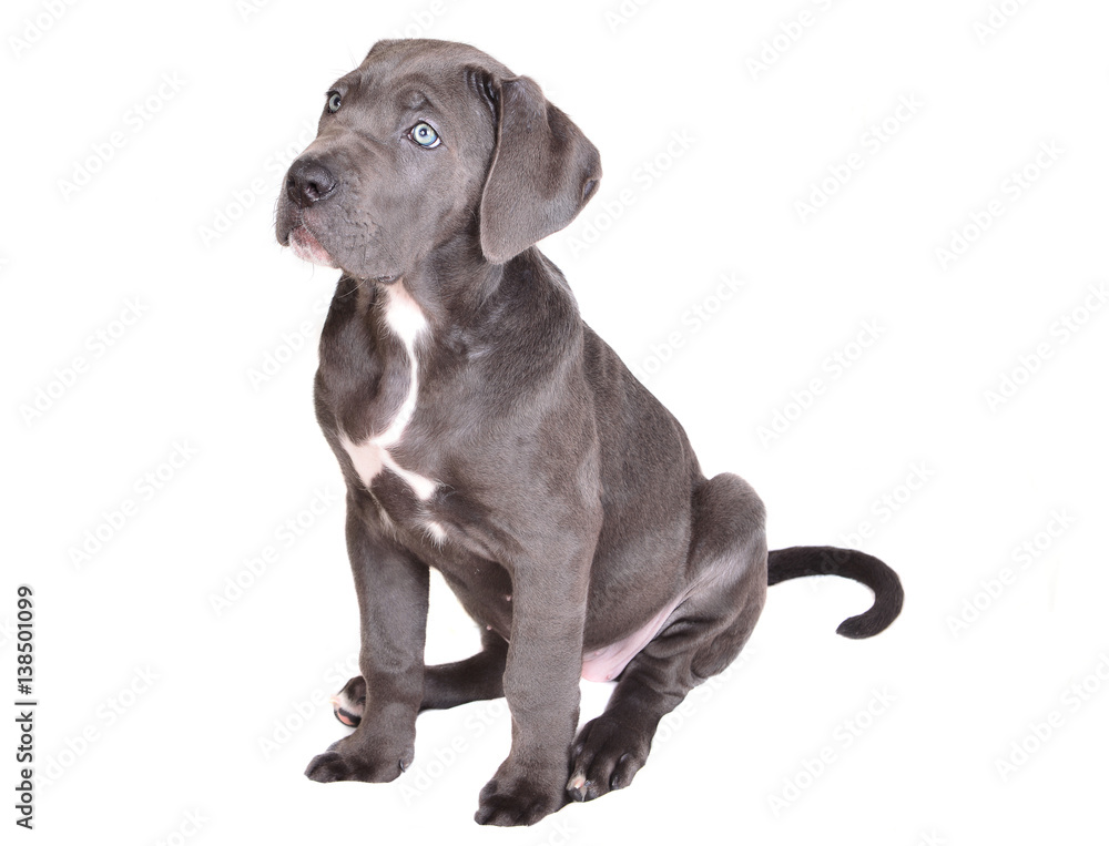 Cane corso puppy on a white background Cane corso puppy on a white background
