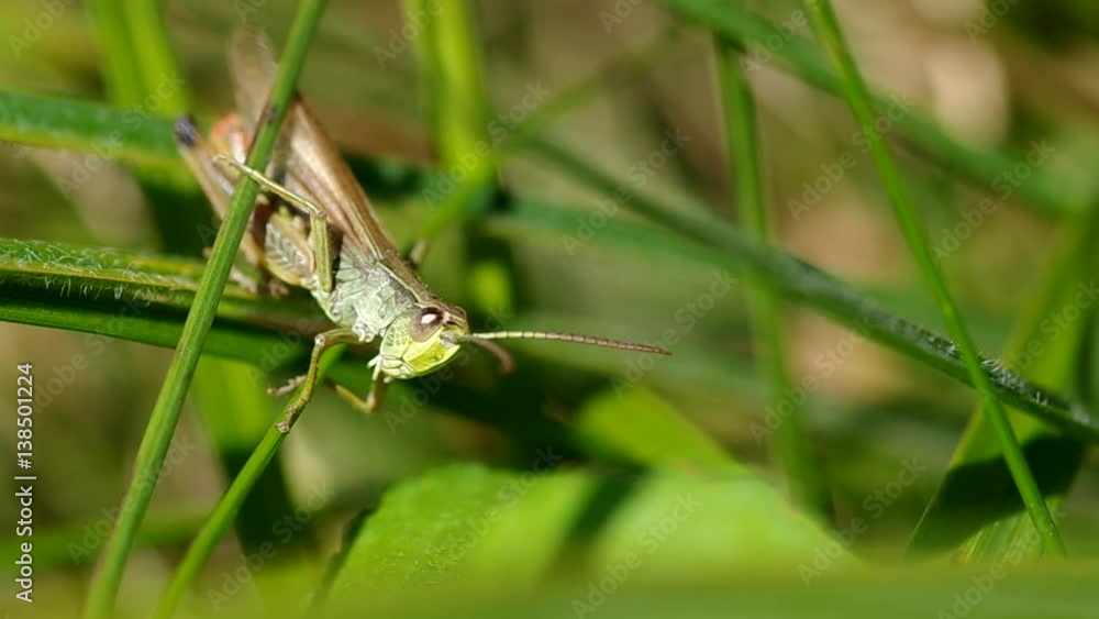 Grasshopper on the flower in a meadow in summer
Grasshopper on the flower in a meadow in summer