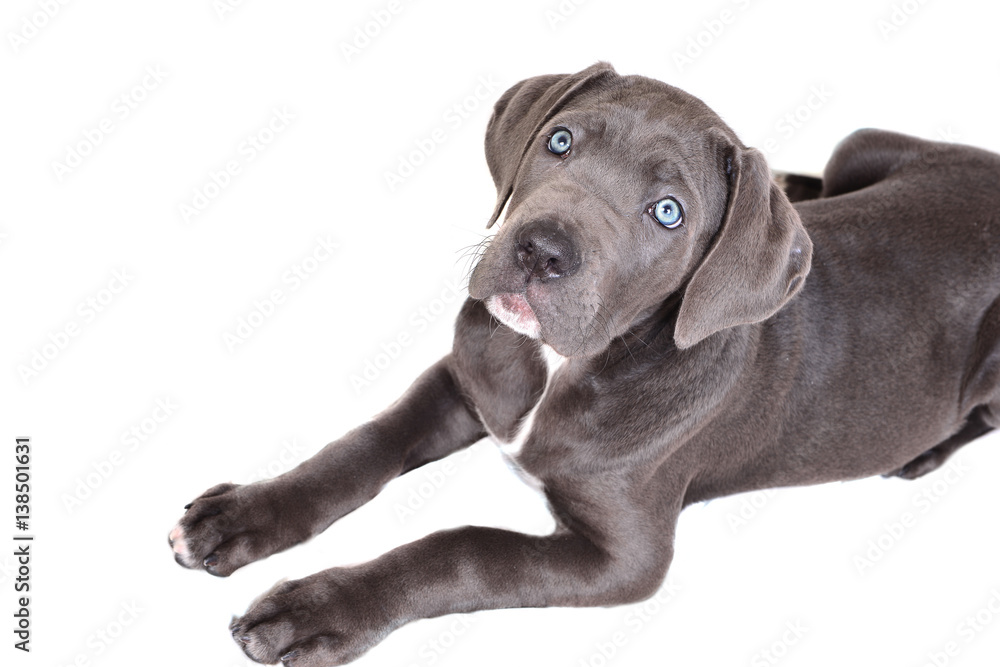 Cane corso puppy on a white background