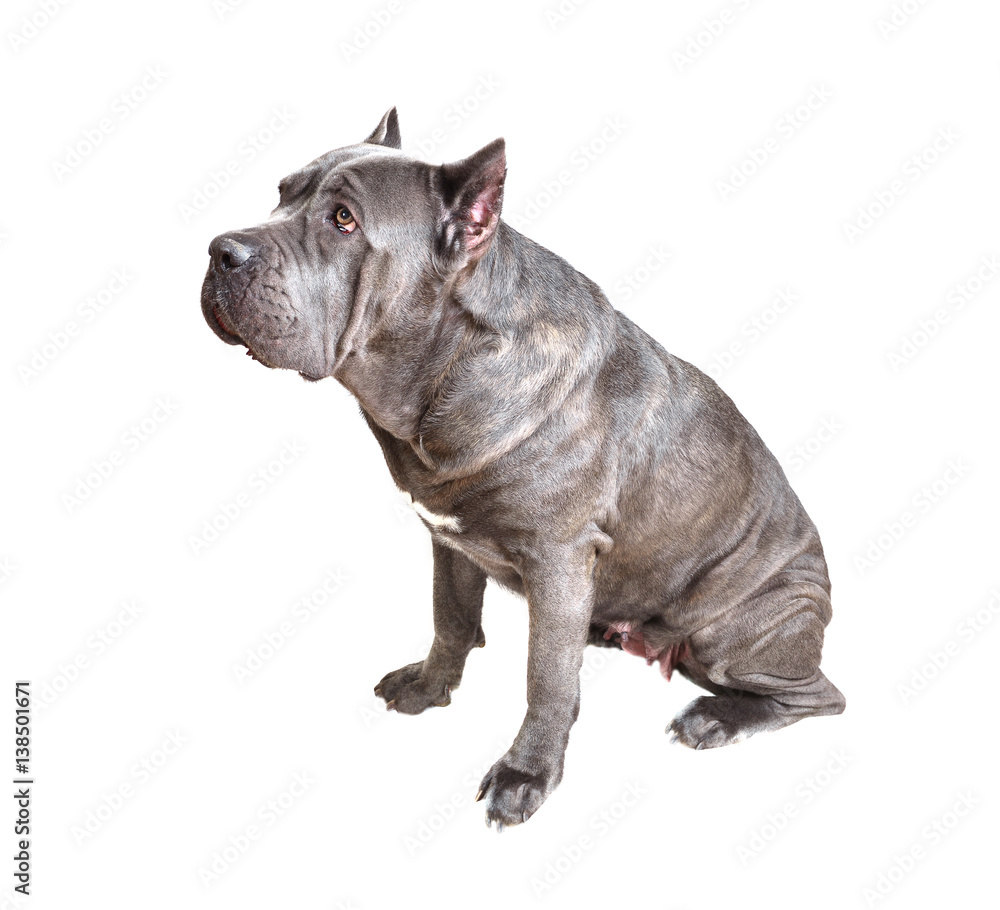 Cane Corso