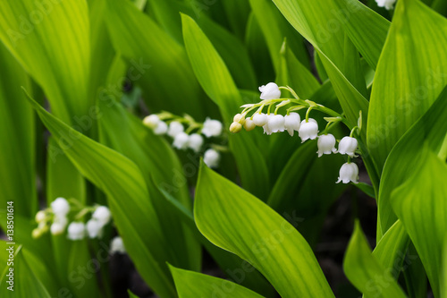 Lily of the valley close-up in green leaves.